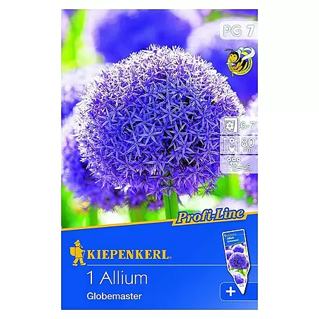 Kiepenkerl  Frühlingsblumenzwiebeln Zierlauch