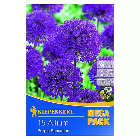 Kiepenkerl  Frühlingsblumenzwiebeln Zierlauch 'Purple Sensation'