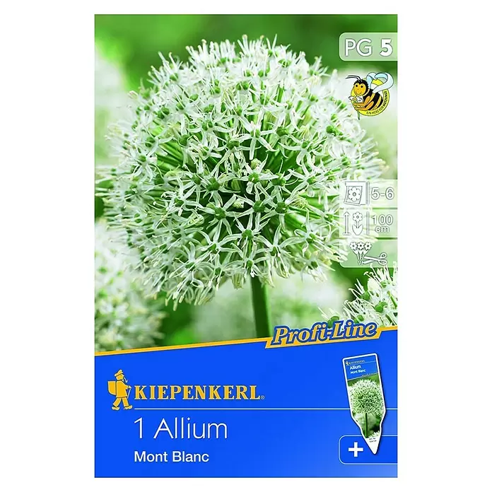 Kiepenkerl Frühlingsblumenzwiebeln Zierlauch 'Mont Blanc' - Allium stipitatum, 1 Stk. - Vorderansicht