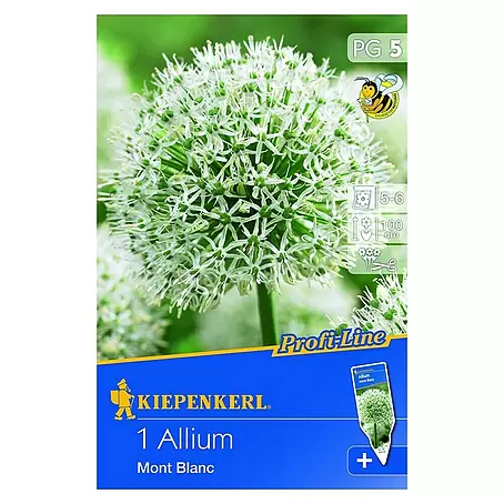 Kiepenkerl  Frühlingsblumenzwiebeln Zierlauch 'Mont Blanc'