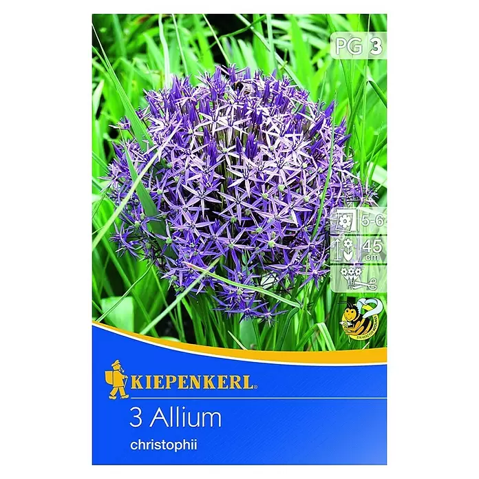 Kiepenkerl Frühlingsblumenzwiebeln Zierlauch - Allium christophii, 3 Stk. - Vorderansicht