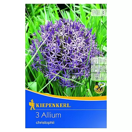 Kiepenkerl  Frühlingsblumenzwiebeln Zierlauch