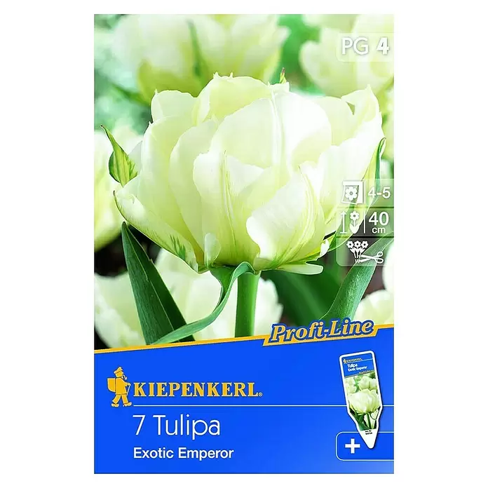 Kiepenkerl Frühlingsblumenzwiebeln - Tulipa 'Exotic Emperor', Weiß, 7 Stk. - Vorderansicht