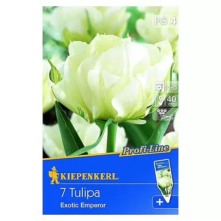Kiepenkerl  Frühlingsblumenzwiebeln
