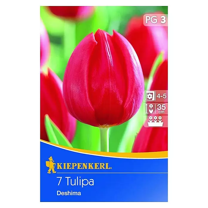 Kiepenkerl Frühlingsblumenzwiebeln - Tulipa 'Deshima', 7 Stk. - Vorderansicht