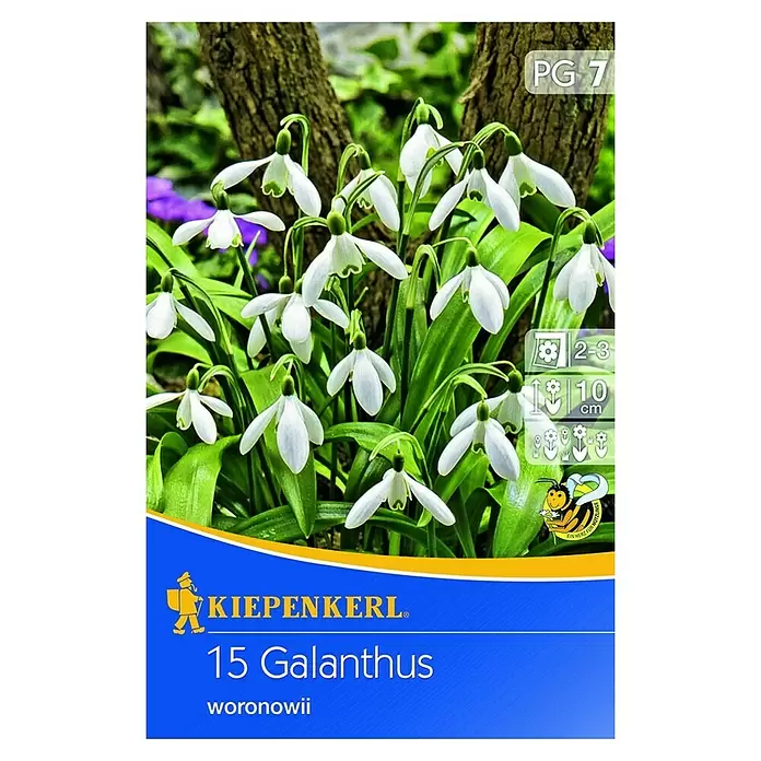 Kiepenkerl Frühlingsblumenzwiebeln Schneeglöckchen - Galanthus woronowii, 15 Stk. - Vorderansicht