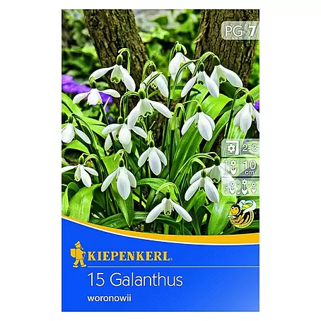 Kiepenkerl  Frühlingsblumenzwiebeln Schneeglöckchen