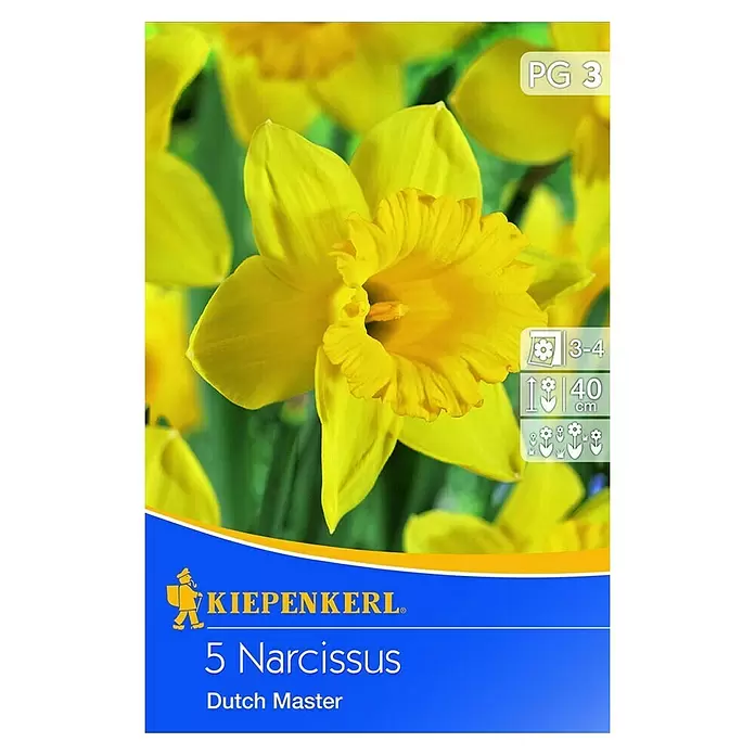 Kiepenkerl Frühlingsblumenzwiebeln Narzisse 'Dutch Master' - Narcissus pseudonarcissus, 5 Stk. - Vorderansicht