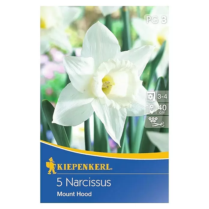 Kiepenkerl Frühlingsblumenzwiebeln Narzisse 'Mount Hood' - Narcissus pseudonarcissus, 5 Stk. - Draufsicht