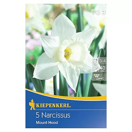Kiepenkerl  Frühlingsblumenzwiebeln Narzisse 'Mount Hood'