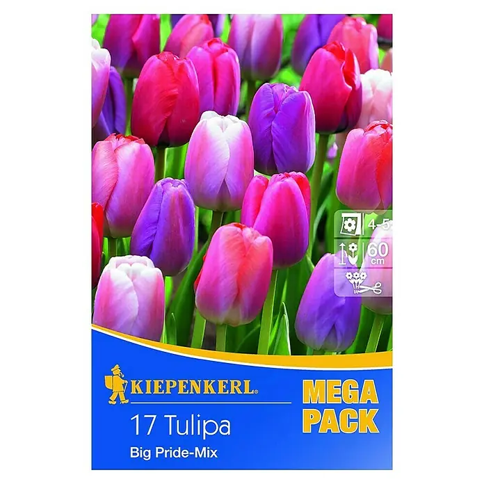 Kiepenkerl Frühlingsblumenzwiebeln Mega-Pack - Tulipa 'Big Pride Mix', Rosa/Violett, Lilatöne ungefüllt, 17 Stk. - Vorderansicht