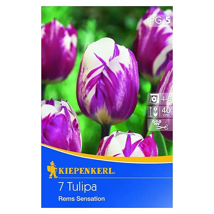 Kiepenkerl Frühlingsblumenzwiebeln - Tulipa 'Rems Sensation', 7 Stk. - Vorderansicht