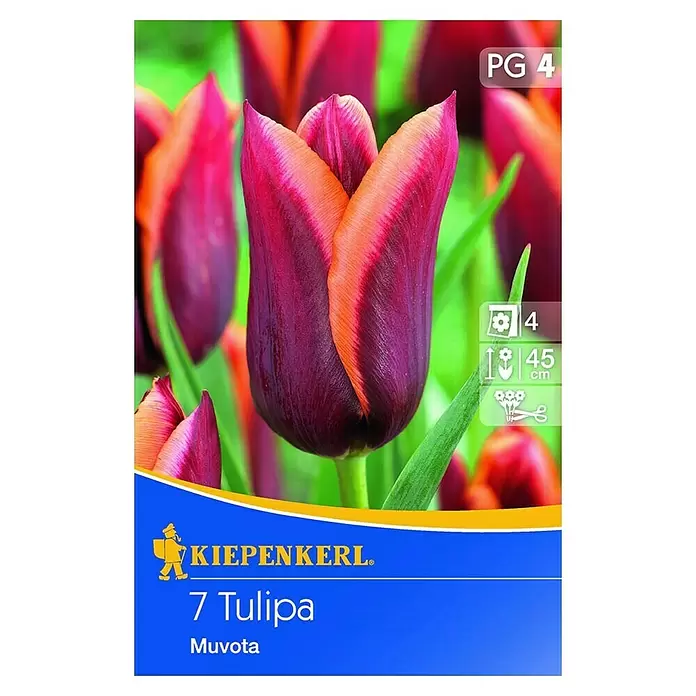 Kiepenkerl Frühlingsblumenzwiebeln - Tulipa 'Muvota', 7 Stk. - Vorderansicht