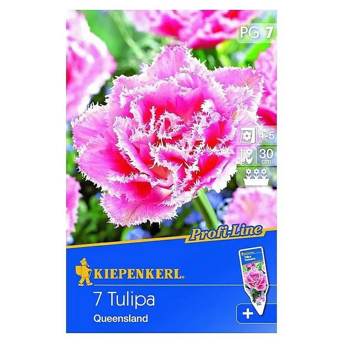 Kiepenkerl Frühlingsblumenzwiebeln - Tulipa 'Queensland', Rosa mit weißem Rand, 7 Stk. - Vorderansicht
