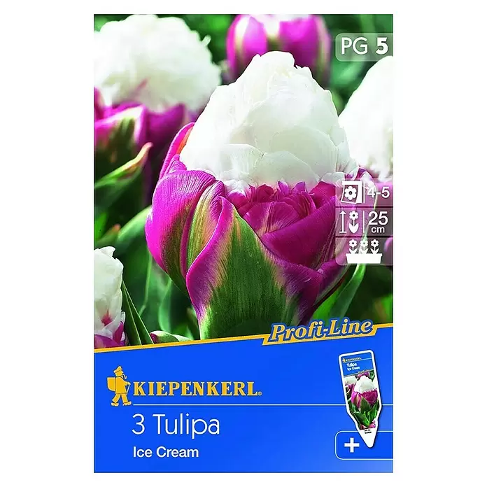 Kiepenkerl Frühlingsblumenzwiebeln - Tulipa 'Ice Cream', Violett/Weiß, 3 Stk. - Vorderansicht