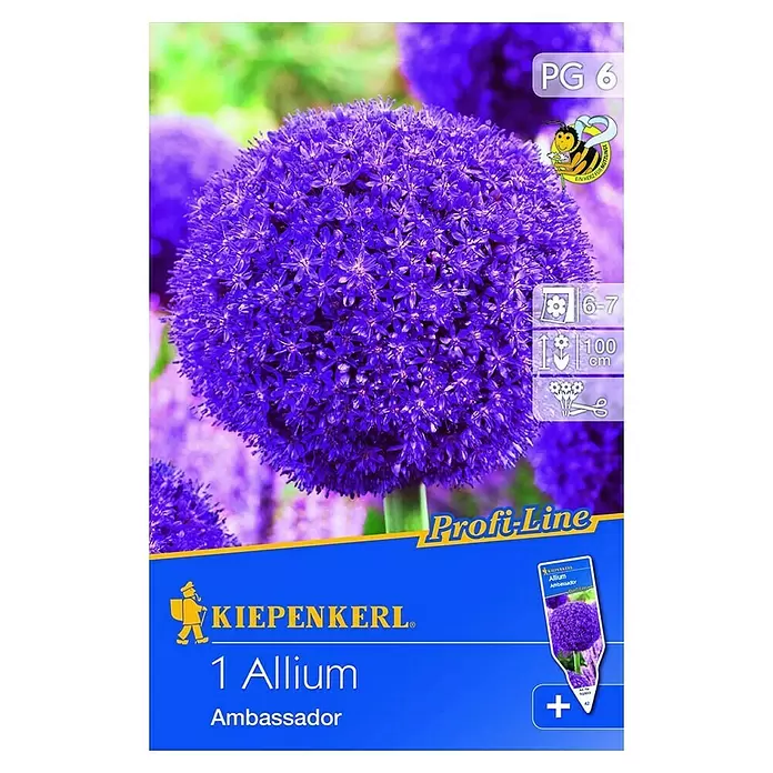 Kiepenkerl Frühlingsblumenzwiebeln Zierlauch 'Ambassador' - Allium, 1 Stk. - Vorderansicht