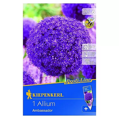 Kiepenkerl  Frühlingsblumenzwiebeln Zierlauch 'Ambassador'