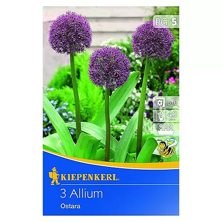 Kiepenkerl  Frühlingsblumenzwiebeln Zierlauch 'Ostara'