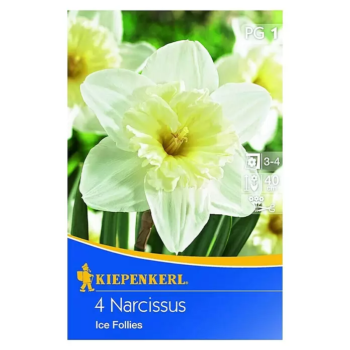 Kiepenkerl Frühlingsblumenzwiebeln Narzisse 'Ice Follies' - Narcissus pseudonarcissus, 4 Stk. - Vorderansicht