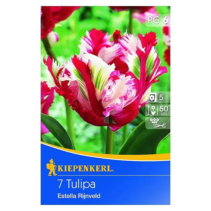 Kiepenkerl Frühlingsblumenzwiebeln - Tulipa 'Estella Rijnveld', 10 Stk. - Vorderansicht