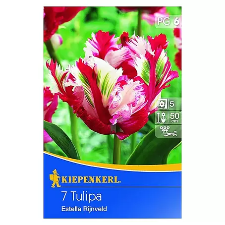 Kiepenkerl  Frühlingsblumenzwiebeln