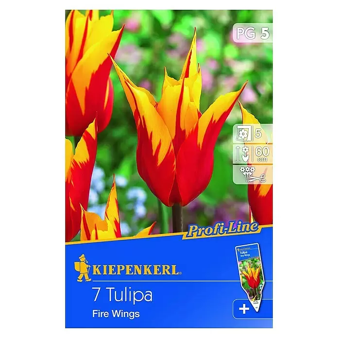 Kiepenkerl Frühlingsblumenzwiebeln - Tulipa 'Fire Wings', Feuerrot mit gelbem Rand, 7 Stk. - Vorderansicht