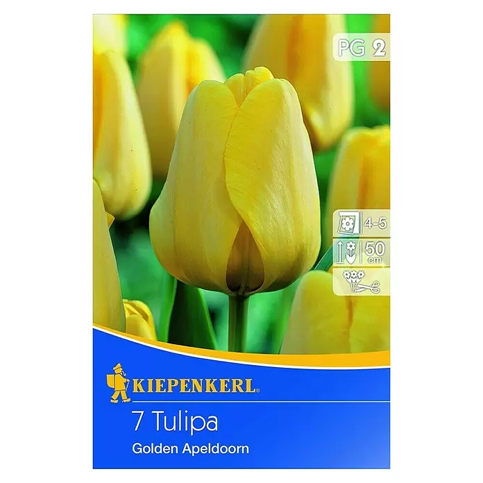 Kiepenkerl Frühlingsblumenzwiebeln - Tulipa 'Golden Apeldoorn', 7 Stk. - Vorderansicht