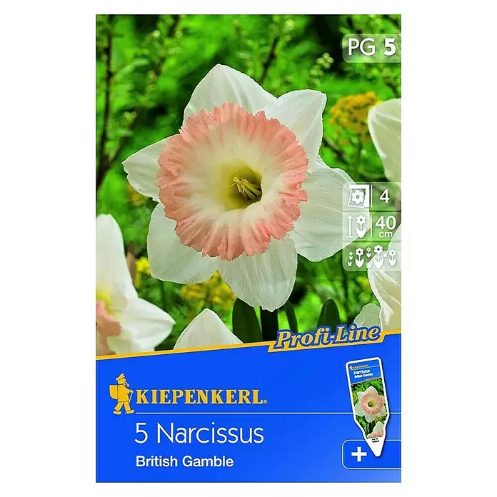 Kiepenkerl Frühlingsblumenzwiebeln Narzisse 'British Gamble' - Narcissus pseudonarcissus, 5 Stk. - Vorderansicht