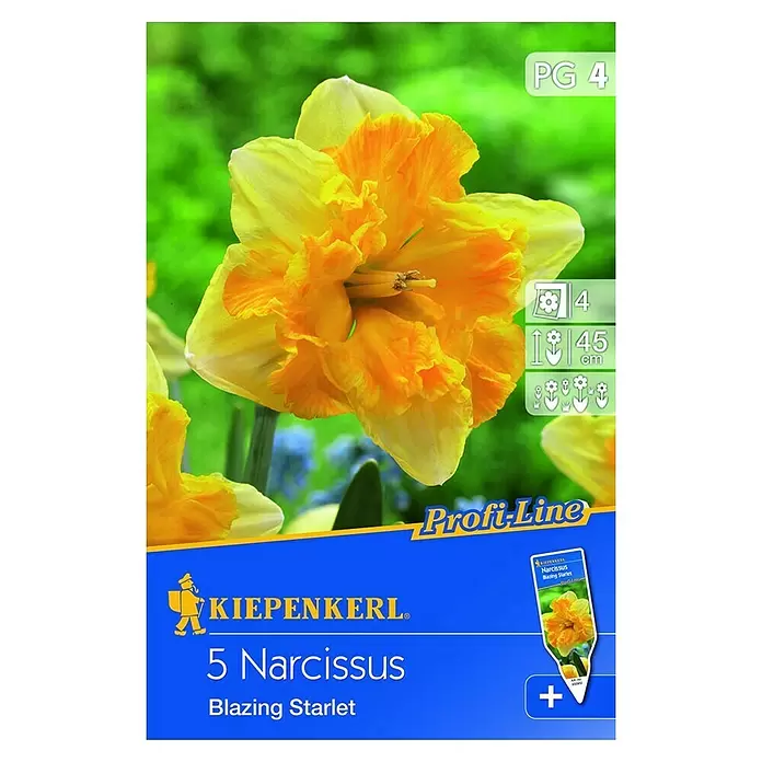 Kiepenkerl Frühlingsblumenzwiebeln Narzisse 'Blazing Starlet' - Narcissus x hybrida, 5 Stk. - Vorderansicht