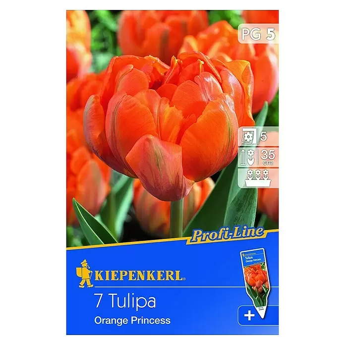 Kiepenkerl Frühlingsblumenzwiebeln - Tulipa 'Orange Princess', Orange, 7 Stk. - Vorderansicht
