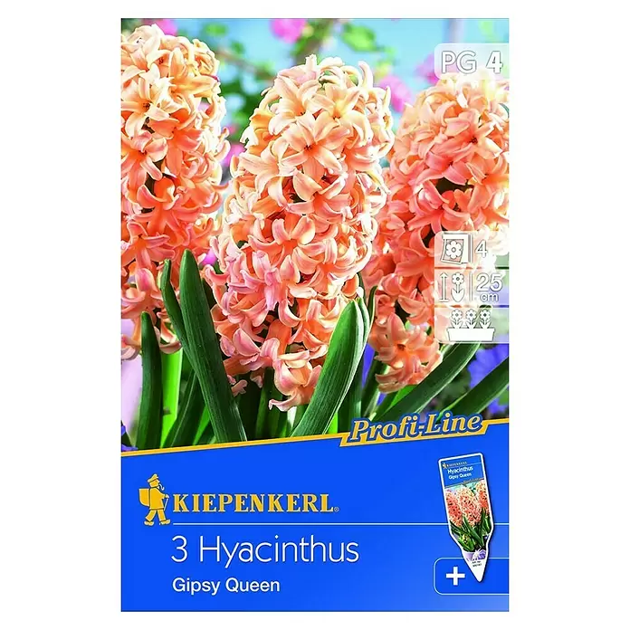 Kiepenkerl Frühlingsblumenzwiebeln Hyazinthe 'Gipsy Queen' - Hyacinthus orientalis, 3 Stk. - Vorderansicht