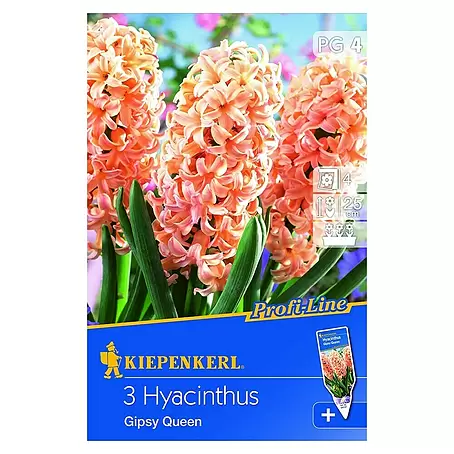 Kiepenkerl  Frühlingsblumenzwiebeln Hyazinthe 'Gipsy Queen'