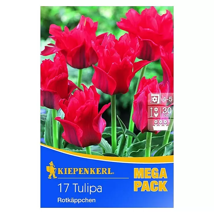 Kiepenkerl Frühlingsblumenzwiebeln Mega-Pack - Tulipa greigii 'Rotkäppchen', Rot, Rotkäppchen, 17 Stk. - Vorderansicht