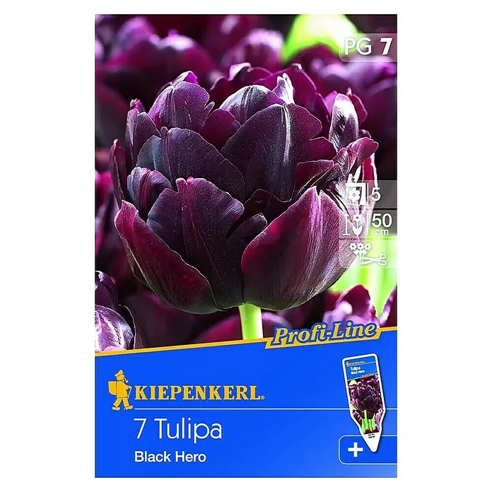 Kiepenkerl Frühlingsblumenzwiebeln - Tulipa 'Black Hero', Purpur, 7 Stk. - Vorderansicht