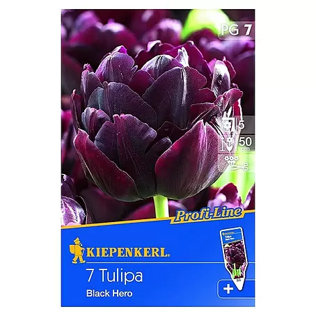 Kiepenkerl  Frühlingsblumenzwiebeln