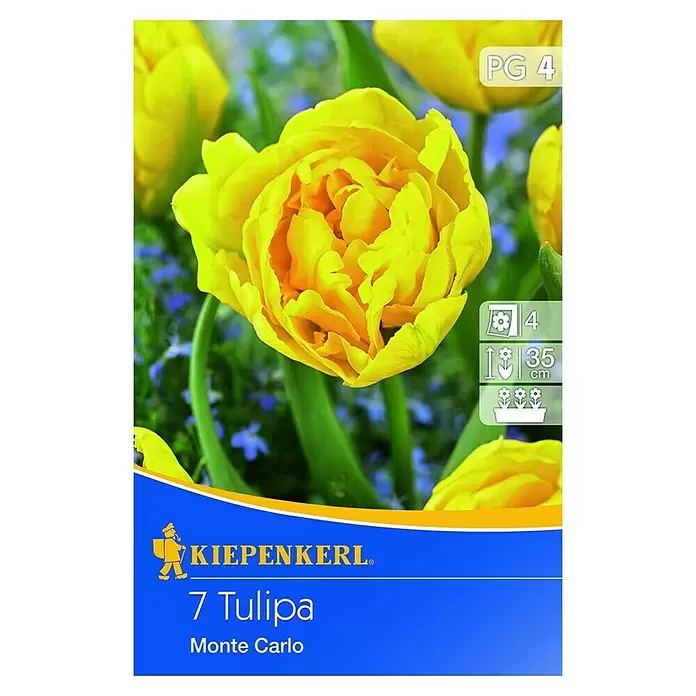 Kiepenkerl Frühlingsblumenzwiebeln Tulpe 'Monte Carlo' - Tulipa x hybrida, 7 Stk. - Vorderansicht