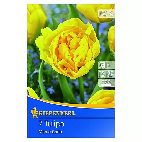 Kiepenkerl  Frühlingsblumenzwiebeln Tulpe 'Monte Carlo'