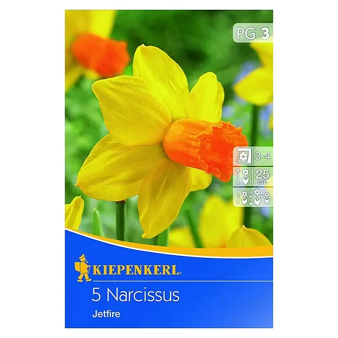 Kiepenkerl Frühlingsblumenzwiebeln Narzisse 'Jetfire' - Narcissus cyclamineus, 5 Stk. - Vorderansicht