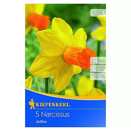 Kiepenkerl  Frühlingsblumenzwiebeln Narzisse 'Jetfire'