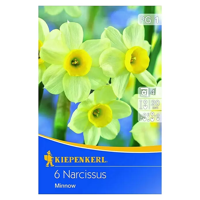 Kiepenkerl Frühlingsblumenzwiebeln Narzisse 'Minnow' - Narcissus tazetta, 6 Stk. - Vorderansicht