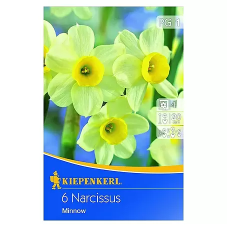 Kiepenkerl  Frühlingsblumenzwiebeln Narzisse 'Minnow'