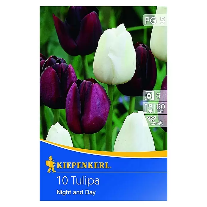 Kiepenkerl Frühlingsblumenzwiebel-Mix - Tulipa 'Night and Day', 10 Stk. - Vorderansicht