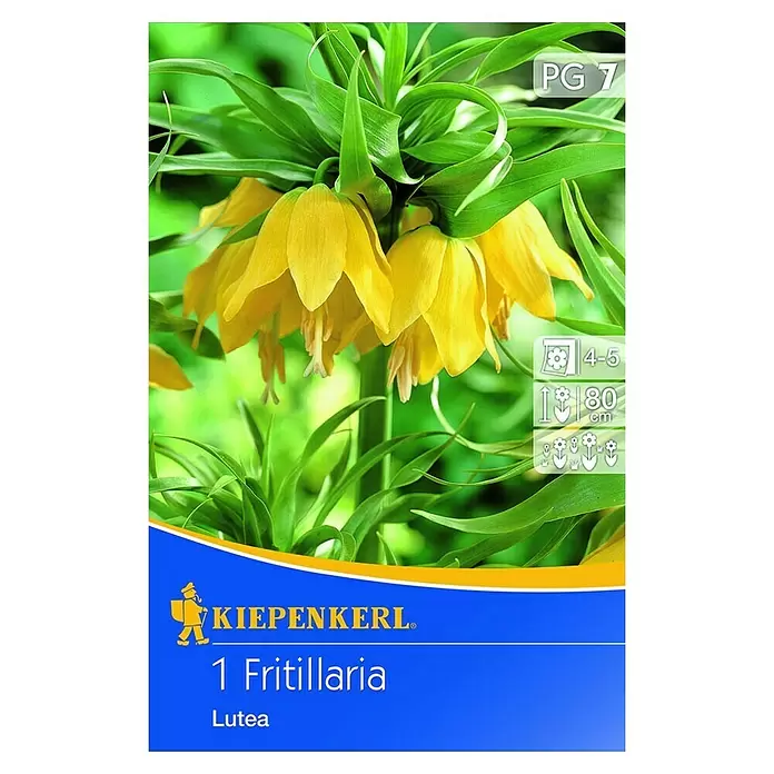 Kiepenkerl Frühlingsblumenzwiebeln Kaiserkrone - Fritillaria lutea, 1 Stk. - Vorderansicht