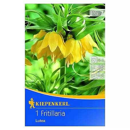 Kiepenkerl  Frühlingsblumenzwiebeln Kaiserkrone