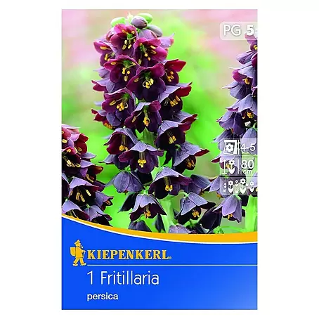 Kiepenkerl  Frühlingsblumenzwiebeln Persische Kaiserkrone