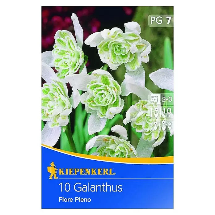 Kiepenkerl Frühlingsblumenzwiebeln Schneeglöckchen 'Flore Plena' - Galanthus nivalis, 10 Stk. - Vorderansicht