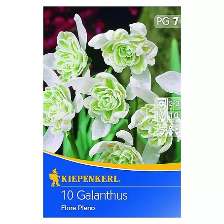 Kiepenkerl  Frühlingsblumenzwiebeln Schneeglöckchen 'Flore Plena'