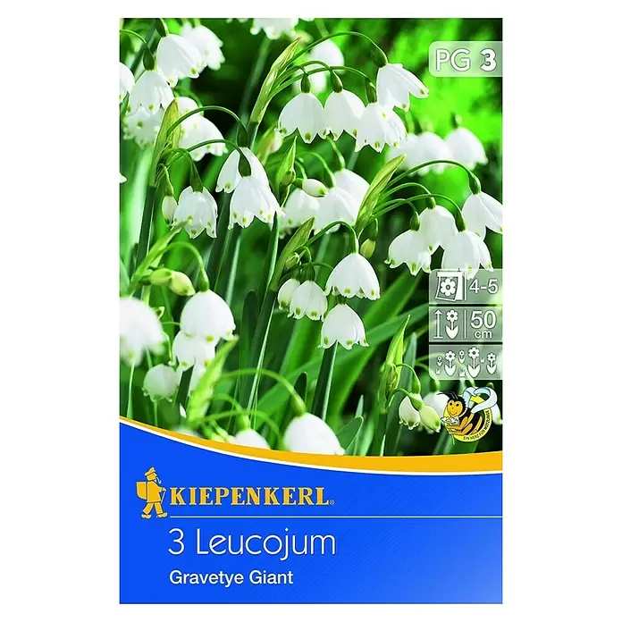 Kiepenkerl Frühlingsblumenzwiebeln Sommerknotenblume 'Gravetye Giant' - Leucojum aestivum, 3 Stk. - Vorderansicht