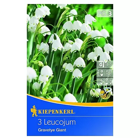 Kiepenkerl  Frühlingsblumenzwiebeln Sommerknotenblume 'Gravetye Giant'