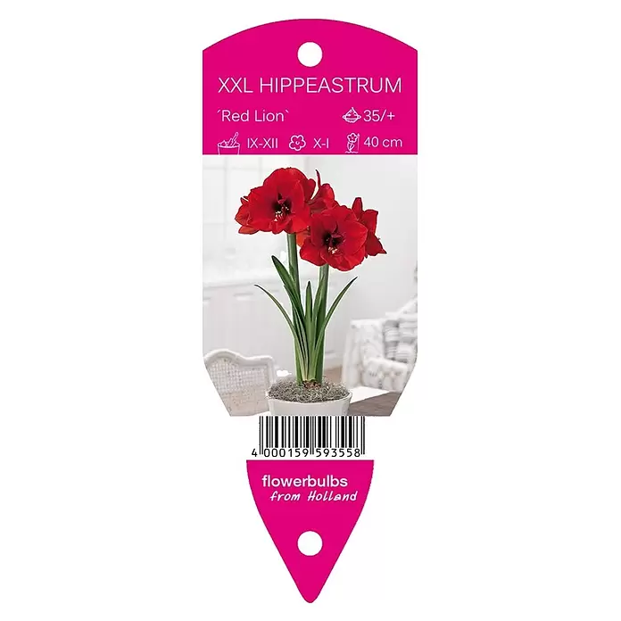 Amaryllis 'Red Lion' - Hippeastrum x hybrida, 1 Stk., Rot - Vorderansicht